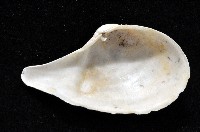 登錄號:004401-00123藏品圖，第2張