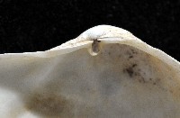 登錄號:004401-00123藏品圖，第3張