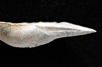 登錄號:004401-00123藏品圖，第4張
