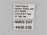 淡紋青斑蝶藏品圖，第3張