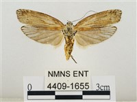 線紋篩蛾藏品圖，第2張