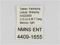 線紋篩蛾藏品圖，第3張