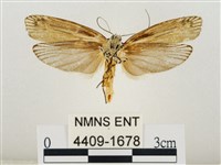 線紋篩蛾藏品圖，第2張