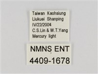 線紋篩蛾藏品圖，第3張