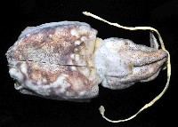 絲腕烏賊(新種)藏品圖，第2張