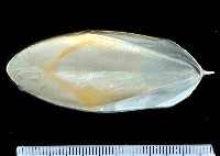 絲腕烏賊(新種)藏品圖，第4張