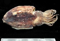 絲腕烏賊(新種)藏品圖，第3張