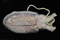 絲腕烏賊(新種)藏品圖，第2張