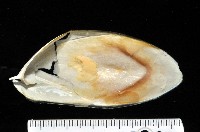 絲腕烏賊(新種)藏品圖，第3張