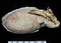 絲腕烏賊(新種)藏品圖，第2張