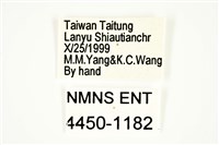 條紋球背象鼻蟲藏品圖，第2張