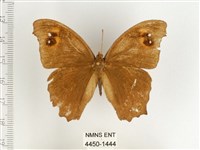 暮眼蝶、樹蔭蝶藏品圖，第1張