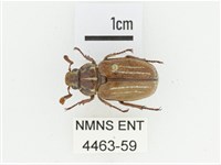 姬白條金龜藏品圖，第1張