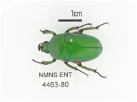 臺灣扇角金龜藏品圖，第1張