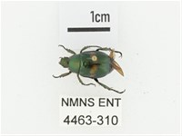 橫紋青銅金龜藏品圖，第1張