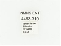 橫紋青銅金龜藏品圖，第2張