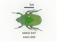 小扇角金龜藏品圖，第1張