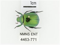 艷金龜藏品圖，第1張