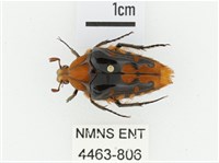 臺灣瘦花金龜藏品圖，第1張