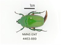 小扇角金龜藏品圖，第1張