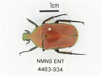 毛翅騷金龜藏品圖，第1張