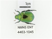 艷金龜藏品圖，第1張