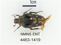 臺灣瘦花金龜藏品圖，第1張