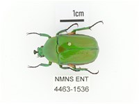 小扇角金龜藏品圖，第1張