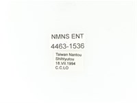 小扇角金龜藏品圖，第2張