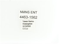 艷金龜藏品圖，第2張