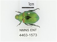 艷金龜藏品圖，第1張