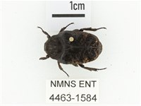 橙斑花金龜藏品圖，第1張