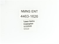 艷金龜藏品圖，第2張