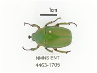 臺灣扇角金龜藏品圖，第1張