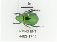 艷金龜藏品圖，第1張