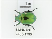 艷金龜藏品圖，第1張