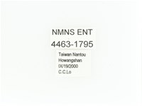 艷金龜藏品圖，第2張