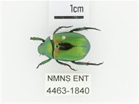 艷金龜藏品圖，第1張