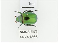 艷金龜藏品圖，第1張