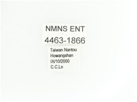 艷金龜藏品圖，第2張