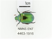 艷金龜藏品圖，第1張