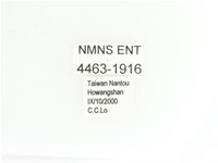 艷金龜藏品圖，第2張