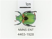 艷金龜藏品圖，第1張