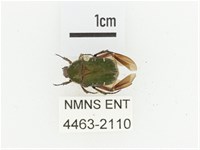 臺灣小綠花金龜藏品圖，第1張