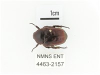 藍艷白點花金龜藏品圖，第1張