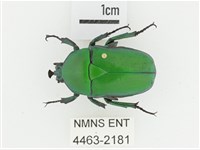 臺灣扇角金龜藏品圖，第1張