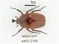 臺灣扇角金龜藏品圖，第1張