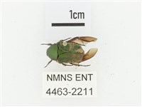 臺灣小綠花金龜藏品圖，第1張