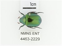 艷金龜藏品圖，第1張