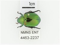 艷金龜藏品圖，第1張